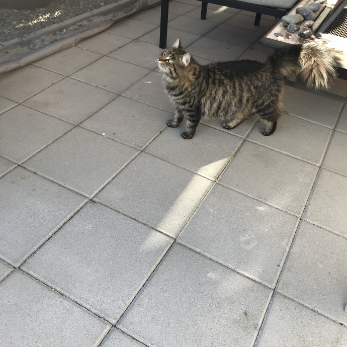 Gentle And Trustworthy Cat Care photo 3