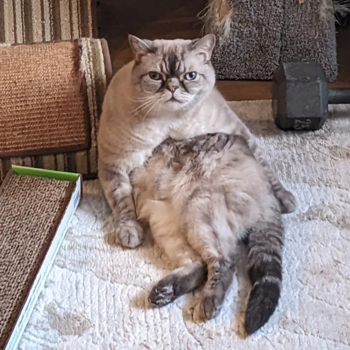 Brianne's Furry Felines Sitting photo 4