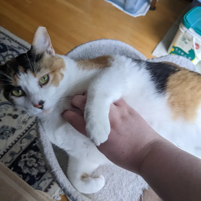 Brianne's Furry Felines Sitting photo 3