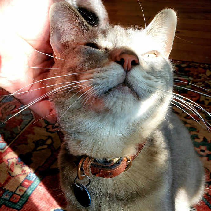 Soothing The 4-Legged Soul