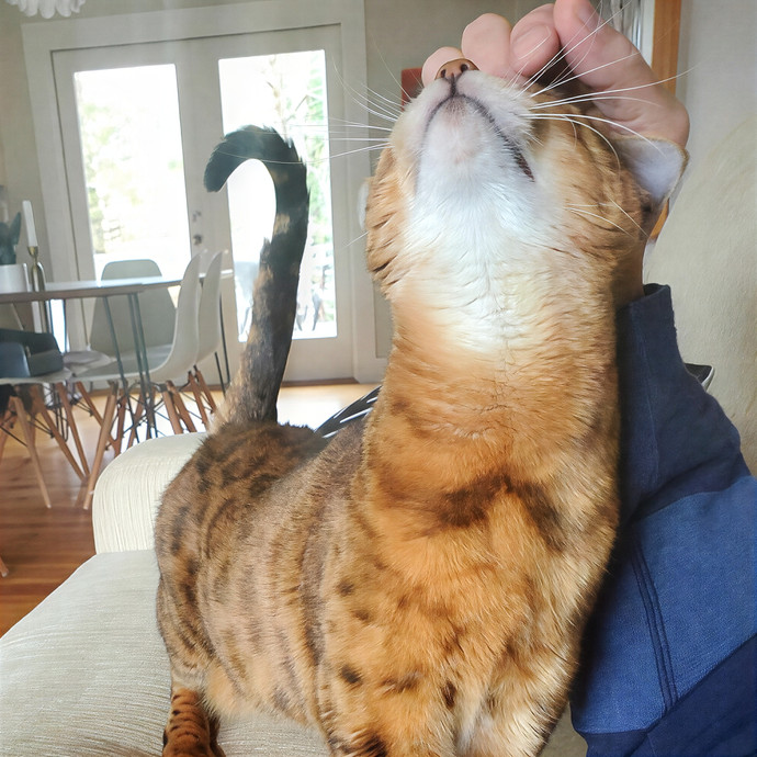 Soothing The 4-Legged Soul