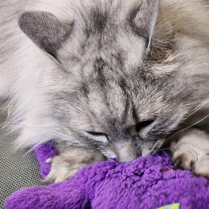 Soothing The 4-Legged Soul