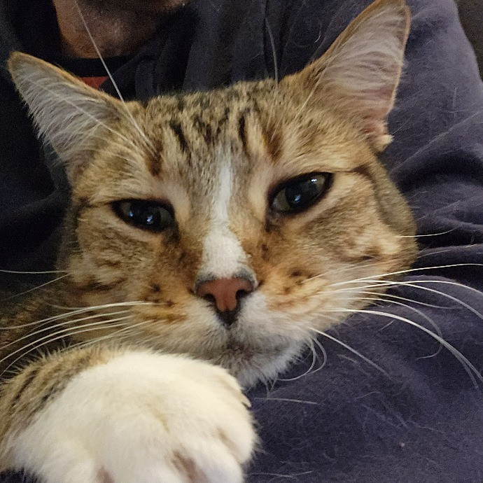 Soothing The 4-Legged Soul