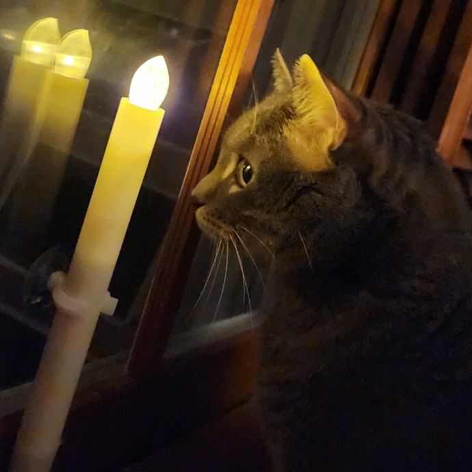 Soothing The 4-Legged Soul