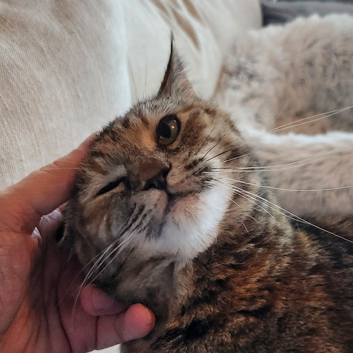 Soothing The 4-Legged Soul