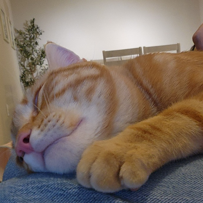 Soothing The 4-Legged Soul