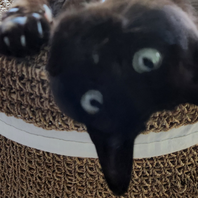 Soothing The 4-Legged Soul