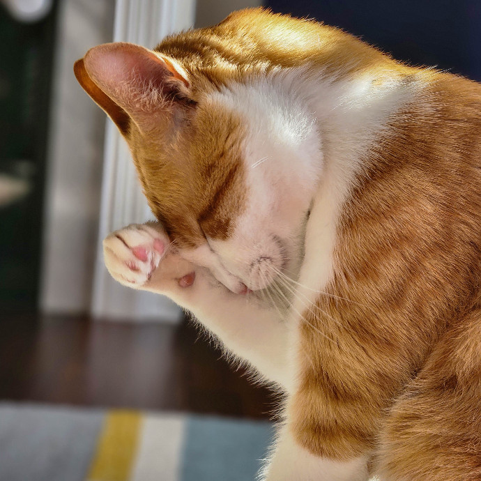 Soothing The 4-Legged Soul