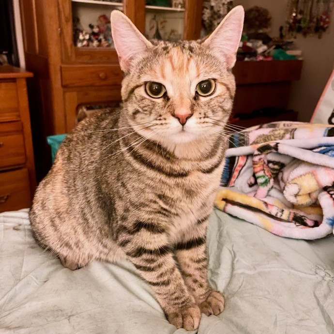 A Friend To All Kitties