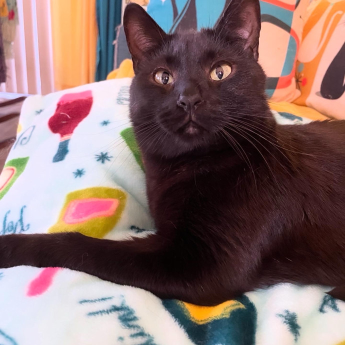 A Friend To All Kitties
