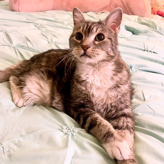 A Friend To All Kitties photo 3
