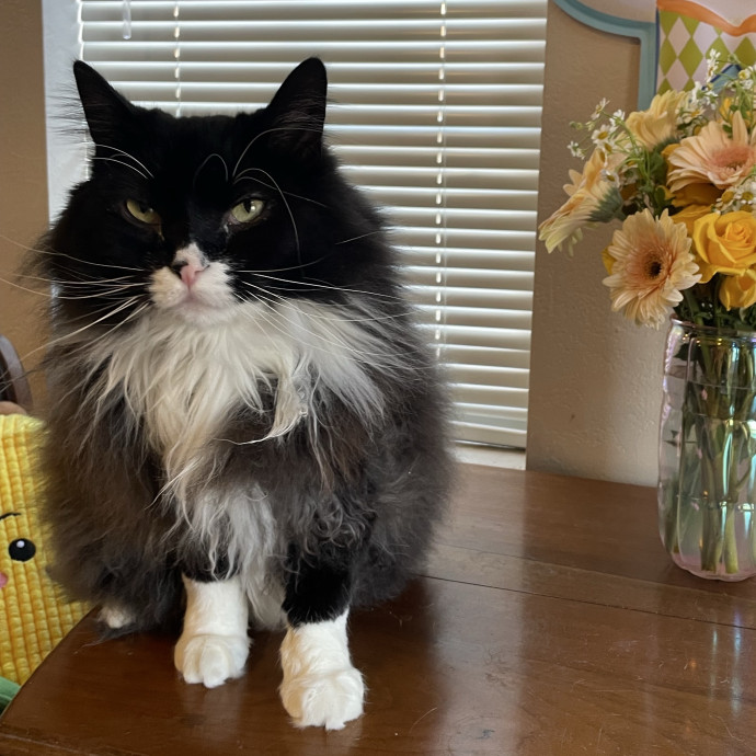 A Friend To All Kitties photo 2