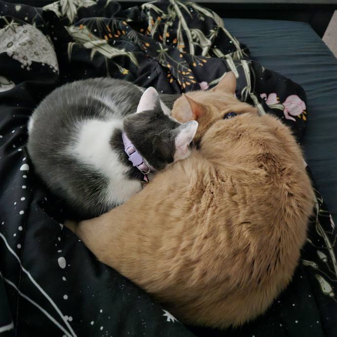 World's Best Cat Dad - My Partner