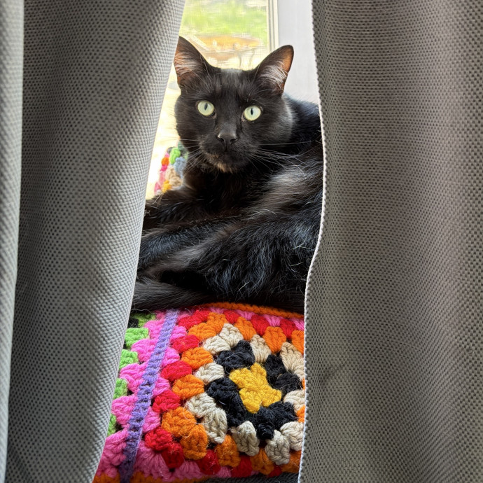 Experienced Pgh Kitty Care By Megan photo 3