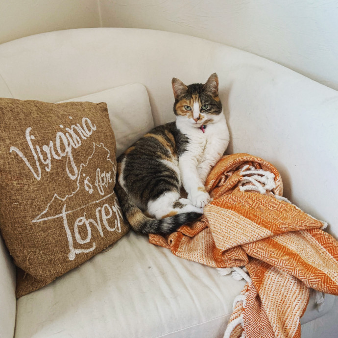 Experienced Pgh Kitty Care By Megan photo 2