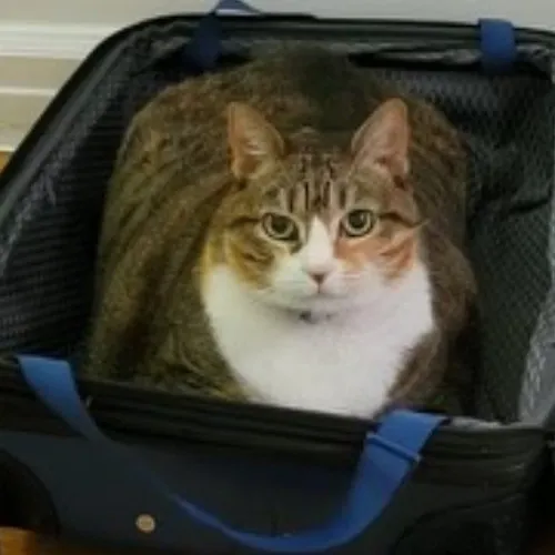 Delilah's Brooklyn Calm Cat Whisperer