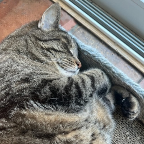 Delilah's Brooklyn Calm Cat Whisperer