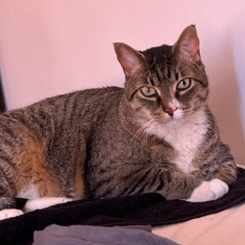 Delilah's Brooklyn Calm Cat Whisperer photo 2