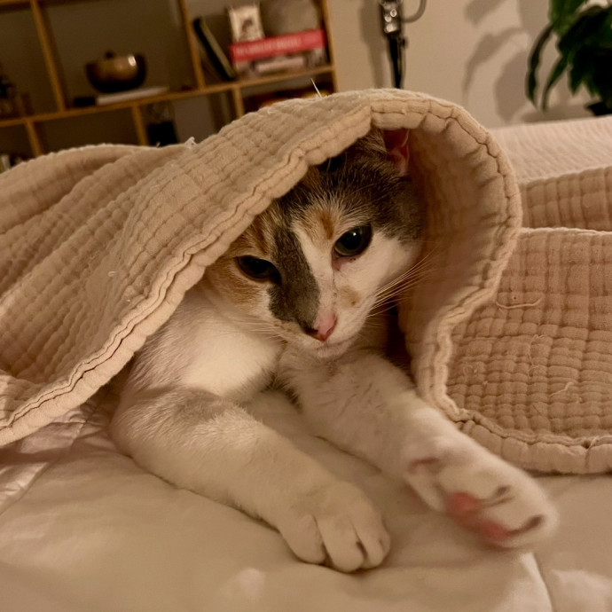 Katie's Caring Cat Care