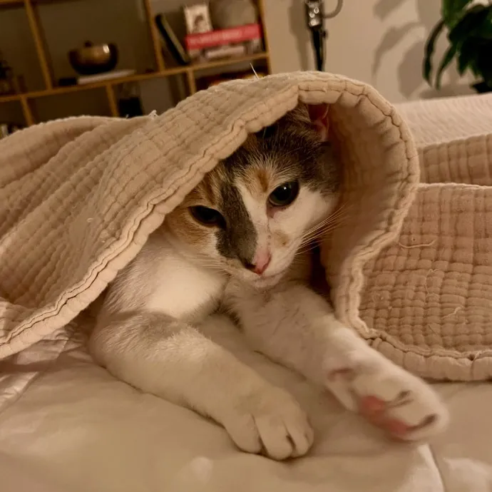 Katie's Caring Cat Care