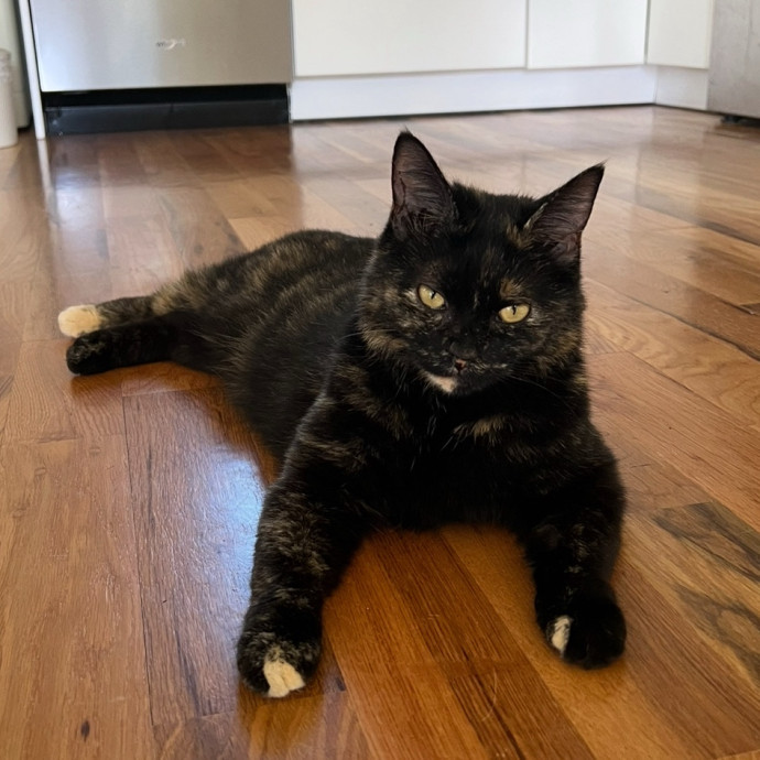 Katie's Caring Cat Care