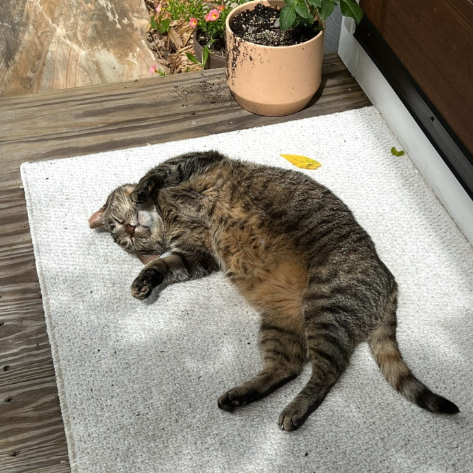 Katie's Caring Cat Care