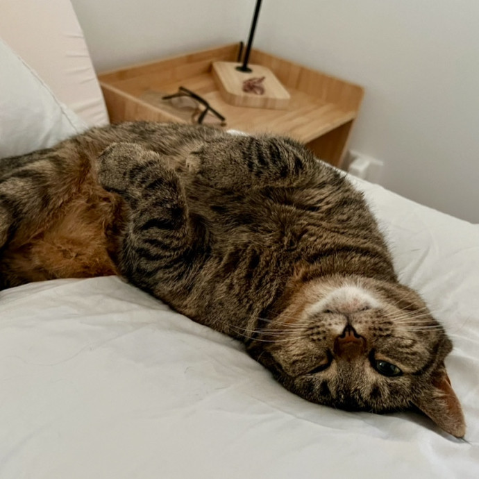 Katie's Caring Cat Care