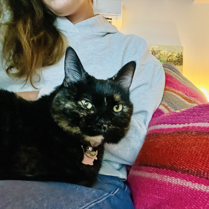 Katie's Caring Cat Care
