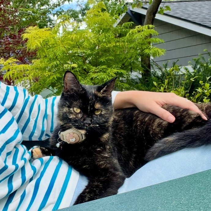Katie's Caring Cat Care photo 3