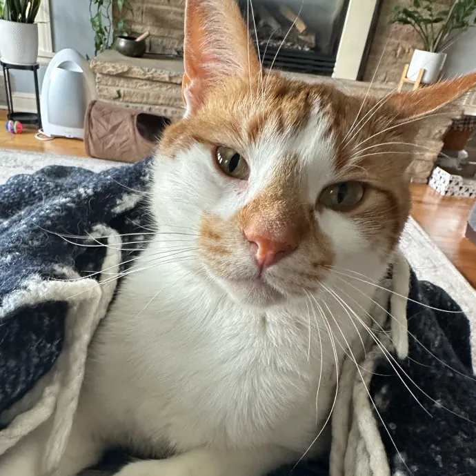 Professional Kitty Snuggler