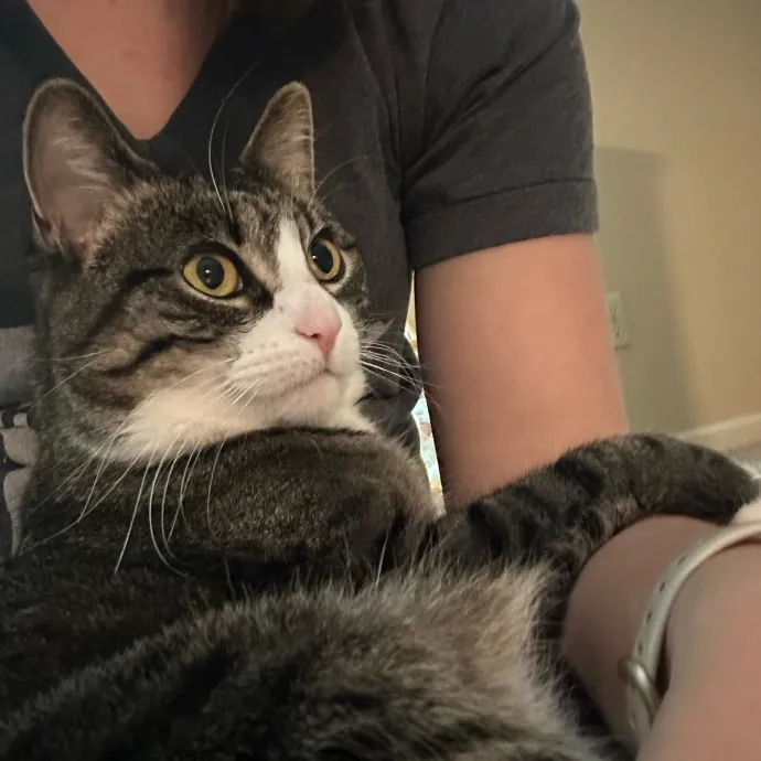 Professional Kitty Snuggler
