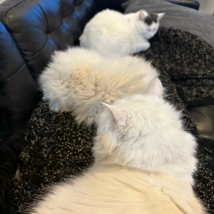 Professional Kitty Snuggler