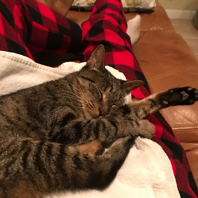 Cat Lover And Purrfect Fur Friend