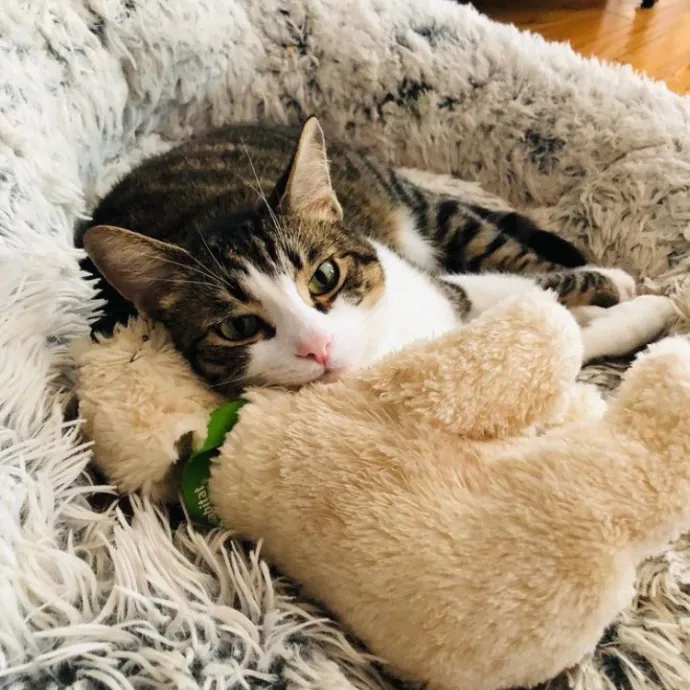 Cat Lover And Purrfect Fur Friend