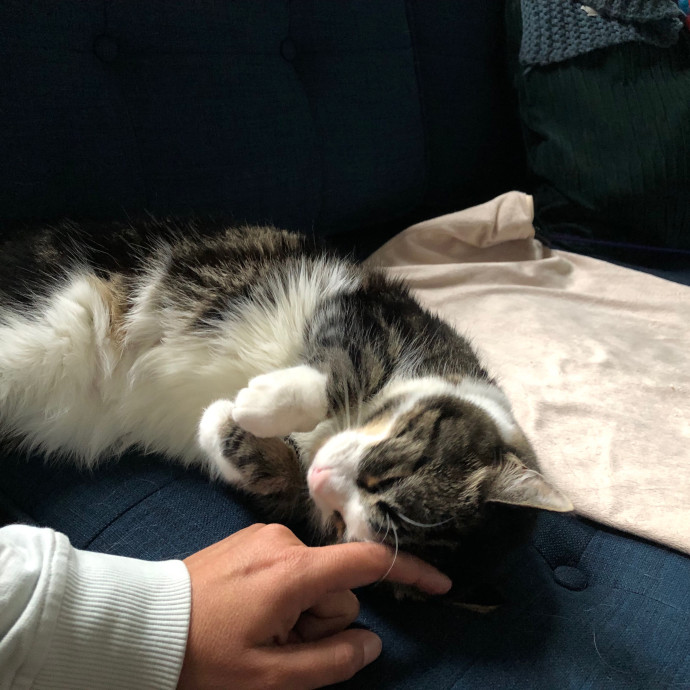 Cat Lover And Purrfect Fur Friend
