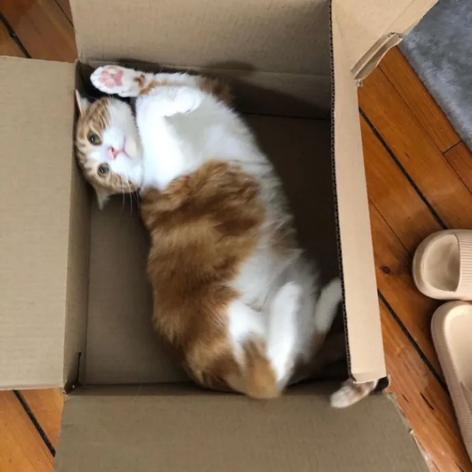 Cat Lover And Purrfect Fur Friend photo 2