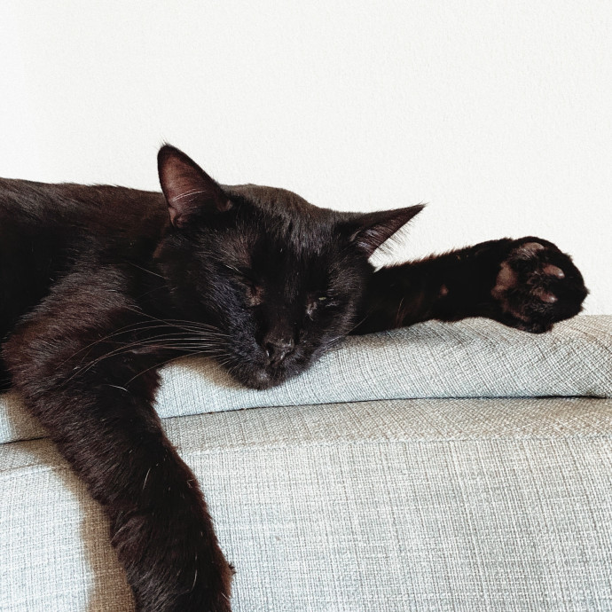 Shy Kitty Safe Haven With Nicole