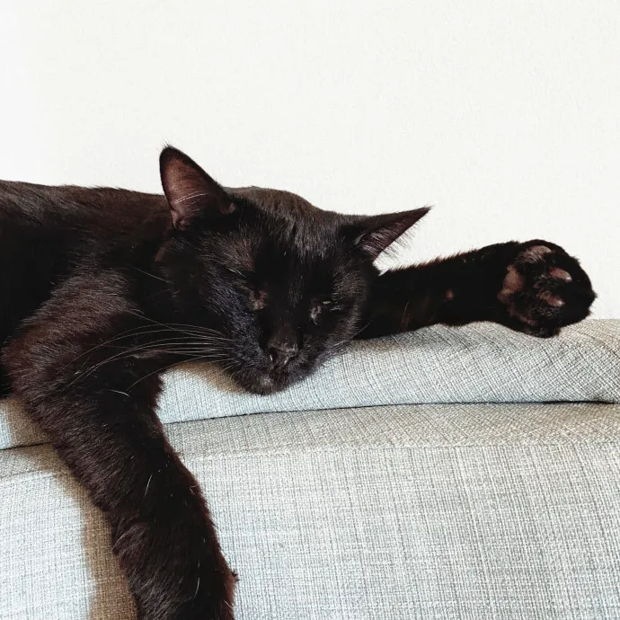 Shy Kitty Safe Haven With Nicole