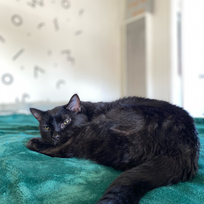 Shy Kitty Safe Haven With Nicole