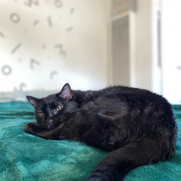 Shy Kitty Safe Haven With Nicole