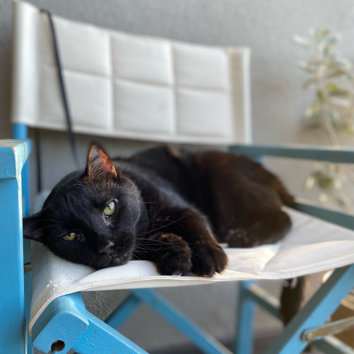 Shy Kitty Safe Haven With Nicole