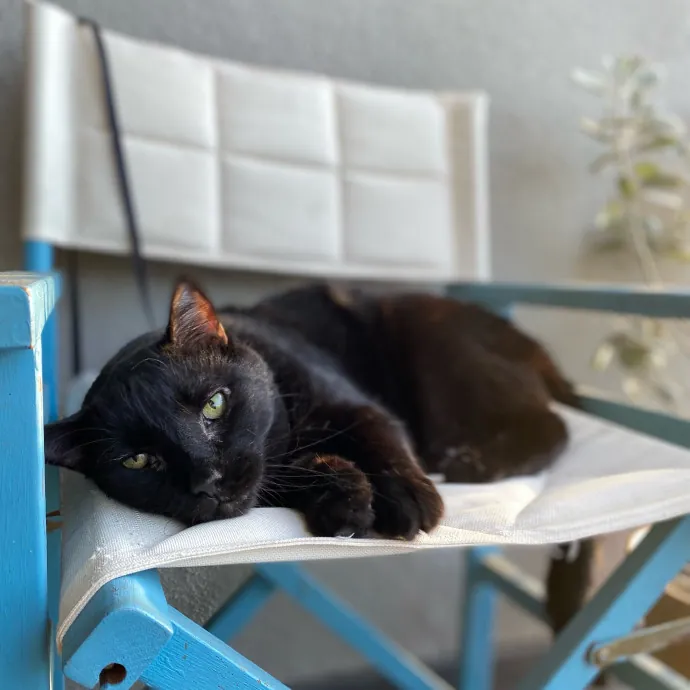 Shy Kitty Safe Haven With Nicole