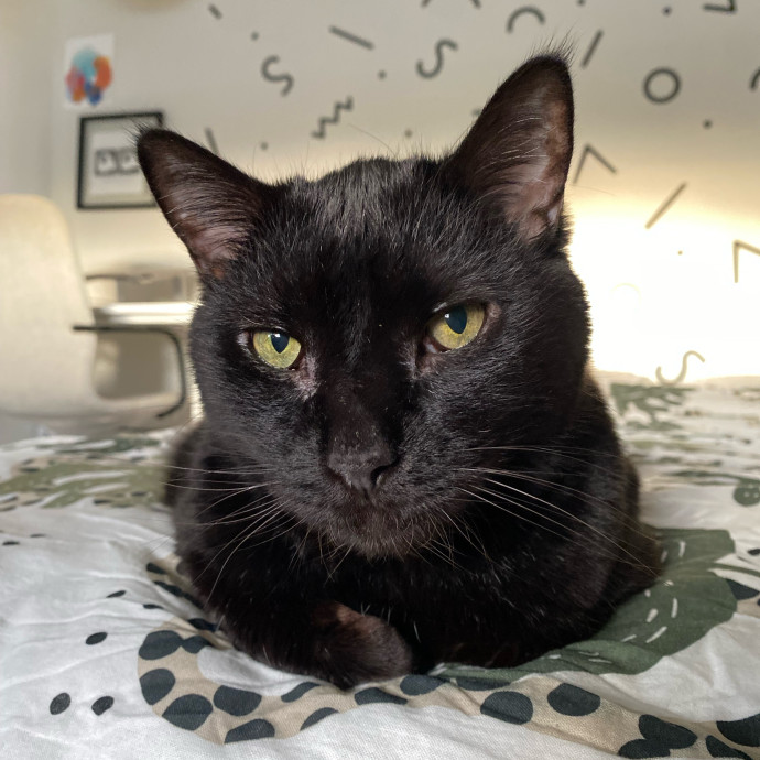 Shy Kitty Safe Haven With Nicole