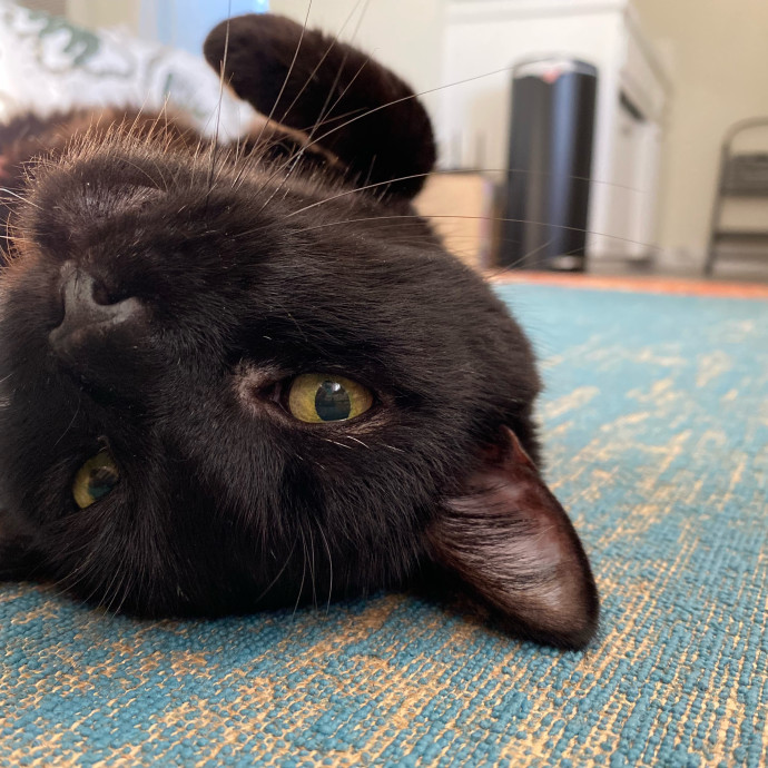 Shy Kitty Safe Haven With Nicole