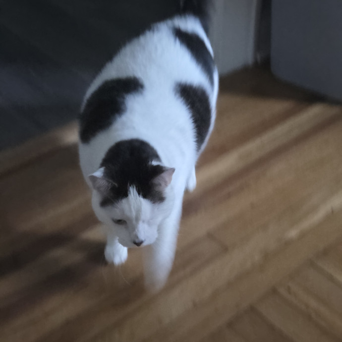 I Just Want To Play With Cats Tbh photo 2