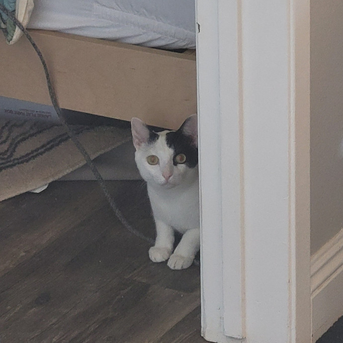 I Love Kitty Purrrsonalities