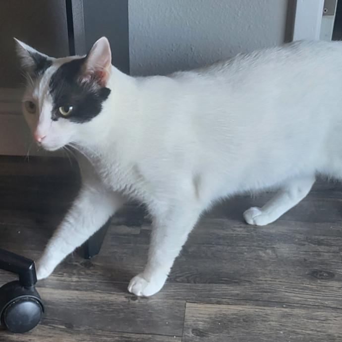 I Love Kitty Purrrsonalities
