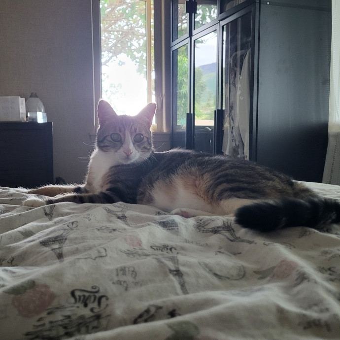 I Love Kitty Purrrsonalities