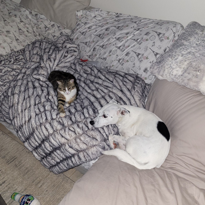 I Love Kitty Purrrsonalities