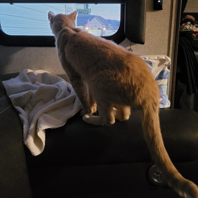 I Love Kitty Purrrsonalities